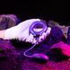 Ерекційне віброкільце з віброяйцем Hueman Eclipse Anal Vibrator - фото товару